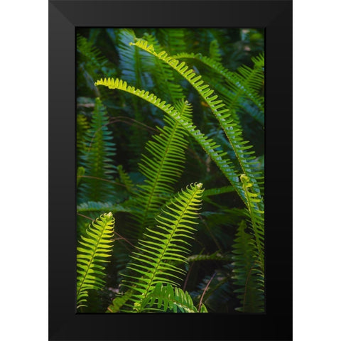 Florida-Ferns Black Modern Wood Framed Art Print by Miller, Anna