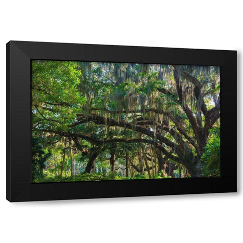 Florida-Tropical Garden with Palms and Living Oak covered in Spanish Moss Black Modern Wood Framed Art Print with Double Matting by Miller, Anna