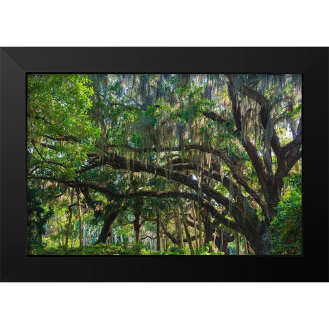 Florida-Tropical Garden with Palms and Living Oak covered in Spanish Moss Black Modern Wood Framed Art Print by Miller, Anna