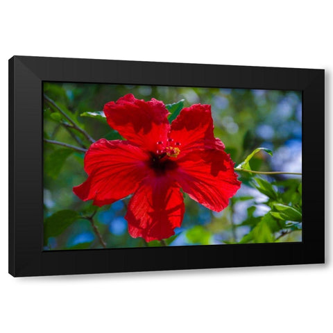 Florida- Hibiscus Flower Black Modern Wood Framed Art Print with Double Matting by Miller, Anna