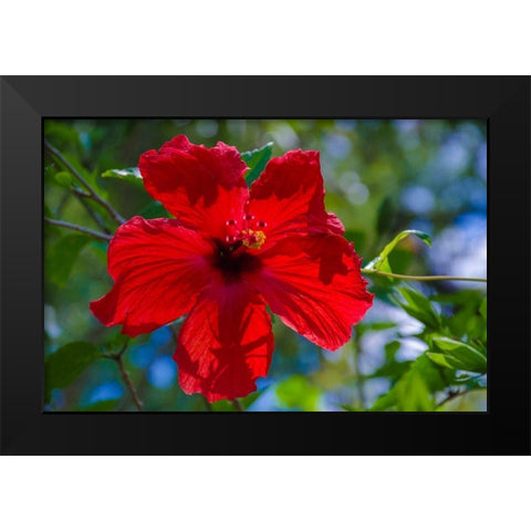 Florida- Hibiscus Flower Black Modern Wood Framed Art Print by Miller, Anna