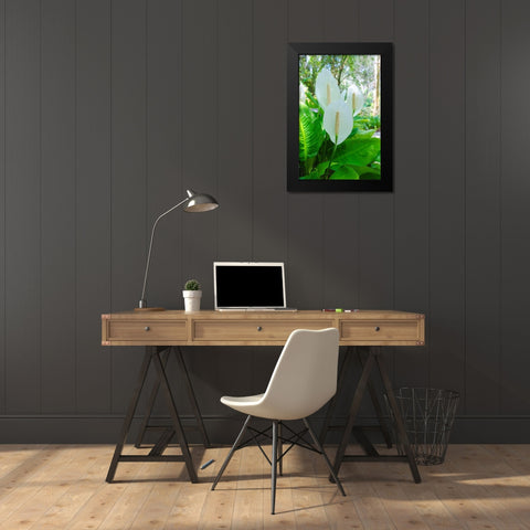 Florida- Peace Lily Black Modern Wood Framed Art Print by Miller, Anna