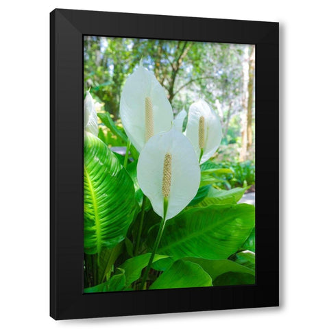 Florida- Peace Lily Black Modern Wood Framed Art Print with Double Matting by Miller, Anna