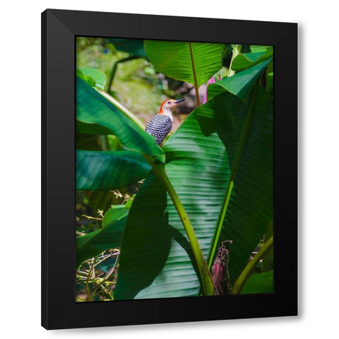 Florida- Woodpecker among Banana Leaves Black Modern Wood Framed Art Print by Miller, Anna