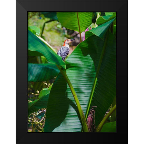 Florida- Woodpecker among Banana Leaves Black Modern Wood Framed Art Print by Miller, Anna