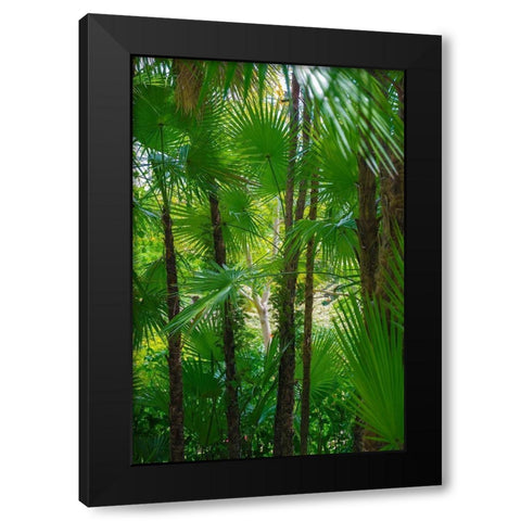 Florida-Tropical Garden Palms Black Modern Wood Framed Art Print by Miller, Anna