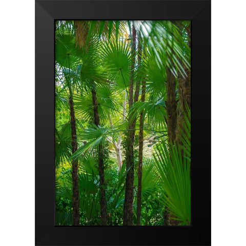 Florida-Tropical Garden Palms Black Modern Wood Framed Art Print by Miller, Anna