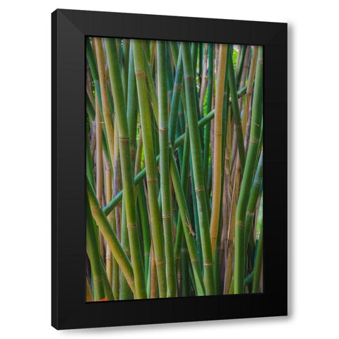 Florida-Bamboo Grove Trunks Black Modern Wood Framed Art Print by Miller, Anna