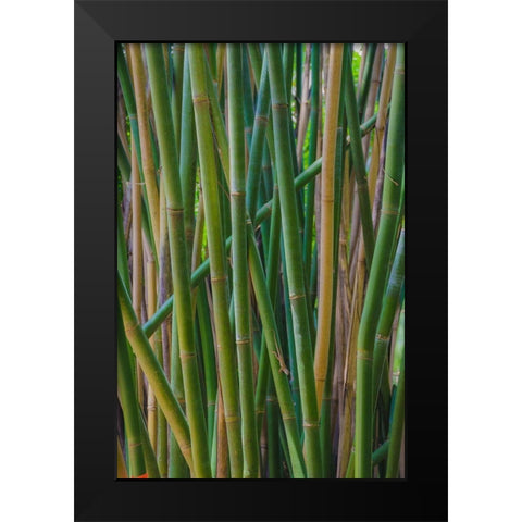 Florida-Bamboo Grove Trunks Black Modern Wood Framed Art Print by Miller, Anna