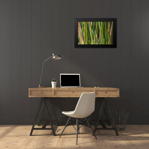 Florida-Bamboo Grove Trunks Black Modern Wood Framed Art Print by Miller, Anna