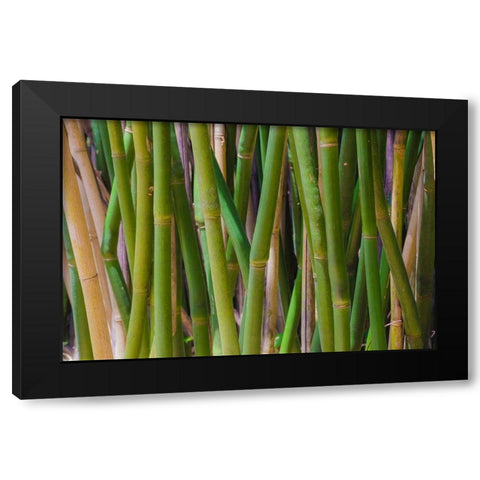 Florida-Bamboo Grove Trunks Black Modern Wood Framed Art Print by Miller, Anna