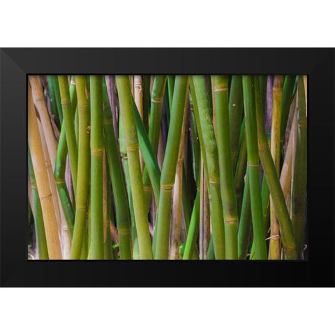 Florida-Bamboo Grove Trunks Black Modern Wood Framed Art Print by Miller, Anna