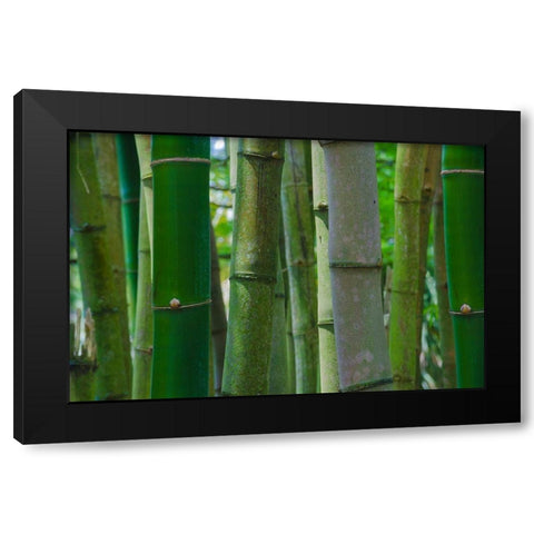 Florida-Bamboo Grove Trunks Black Modern Wood Framed Art Print by Miller, Anna