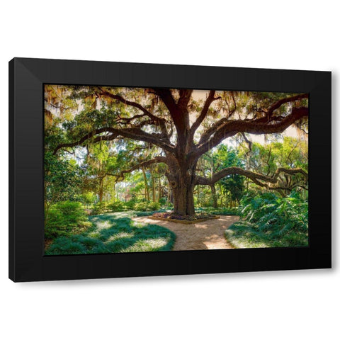 Florida Botanical Gardens-Washington Oaks State Park Black Modern Wood Framed Art Print with Double Matting by Miller, Anna