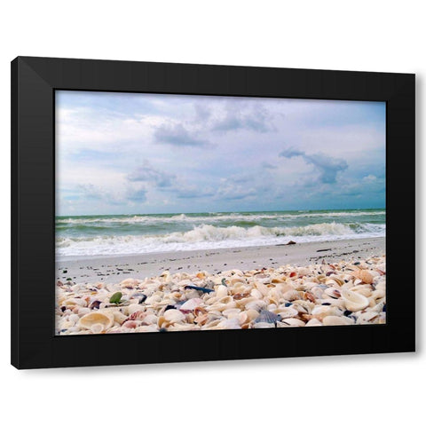 Bounty of Shells on Beaches of Sanibel Island-Florida-USA Black Modern Wood Framed Art Print with Double Matting by Miller, Anna