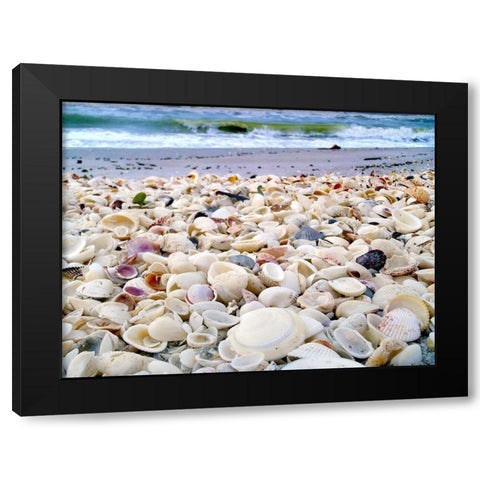 Bounty of Shells on Beaches of Sanibel Island-Florida-USA Black Modern Wood Framed Art Print with Double Matting by Miller, Anna