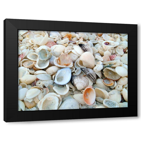 Bounty of Shells on Beaches of Sanibel Island-Florida-USA Black Modern Wood Framed Art Print with Double Matting by Miller, Anna