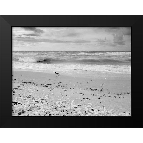 Black and white Beach-Sanibel Island-Florida-USA Black Modern Wood Framed Art Print by Miller, Anna