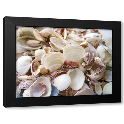 Shells Gathered on Beaches of Sanibel Island-Florida-USA Black Modern Wood Framed Art Print by Miller, Anna