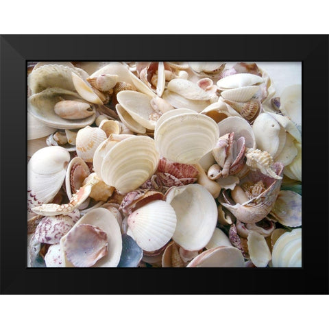 Shells Gathered on Beaches of Sanibel Island-Florida-USA Black Modern Wood Framed Art Print by Miller, Anna