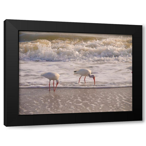 Birds Wading in the Surf on Sanibel Island Beach-Florida-USA Black Modern Wood Framed Art Print with Double Matting by Miller, Anna