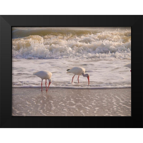 Birds Wading in the Surf on Sanibel Island Beach-Florida-USA Black Modern Wood Framed Art Print by Miller, Anna