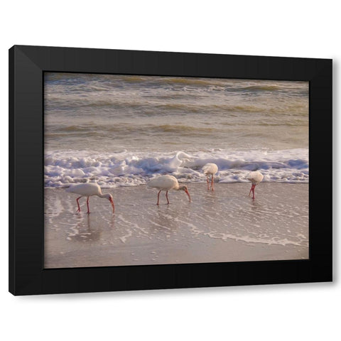 Birds Wading in the Surf on Sanibel Island Beach-Florida-USA Black Modern Wood Framed Art Print with Double Matting by Miller, Anna
