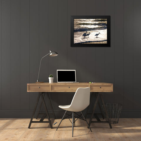 Birds Wading in the Surf on Sanibel Island Beach-Florida-USA Black Modern Wood Framed Art Print by Miller, Anna