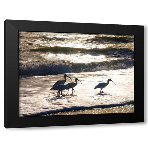 Birds Wading in the Surf on Sanibel Island Beach-Florida-USA Black Modern Wood Framed Art Print with Double Matting by Miller, Anna