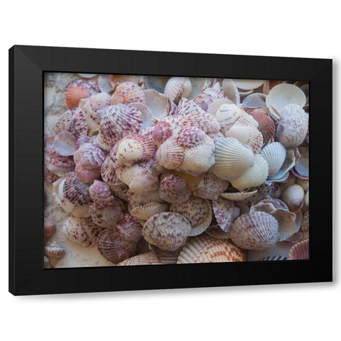 Shells Gathered on Beaches of Sanibel Island-Florida-USA Black Modern Wood Framed Art Print with Double Matting by Miller, Anna