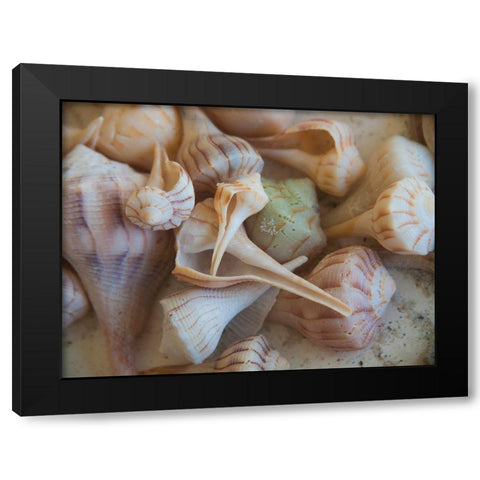 Shells Gathered on Beaches of Sanibel Island-Florida-USA Black Modern Wood Framed Art Print with Double Matting by Miller, Anna