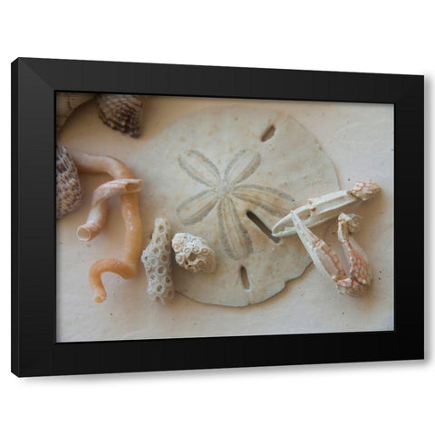 Shells Gathered on Beaches of Sanibel Island-Florida-USA Black Modern Wood Framed Art Print with Double Matting by Miller, Anna