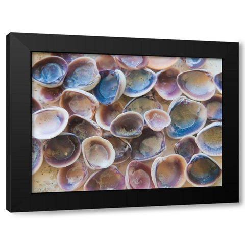 Shells Gathered on Beaches of Sanibel Island-Florida-USA Black Modern Wood Framed Art Print by Miller, Anna