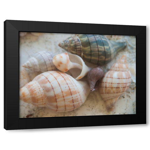 Shells Gathered on Beaches of Sanibel Island-Florida-USA Black Modern Wood Framed Art Print with Double Matting by Miller, Anna