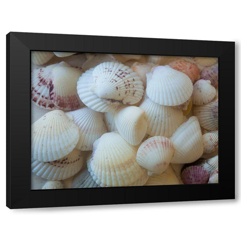 Shells Gathered on Beaches of Sanibel Island-Florida-USA Black Modern Wood Framed Art Print by Miller, Anna