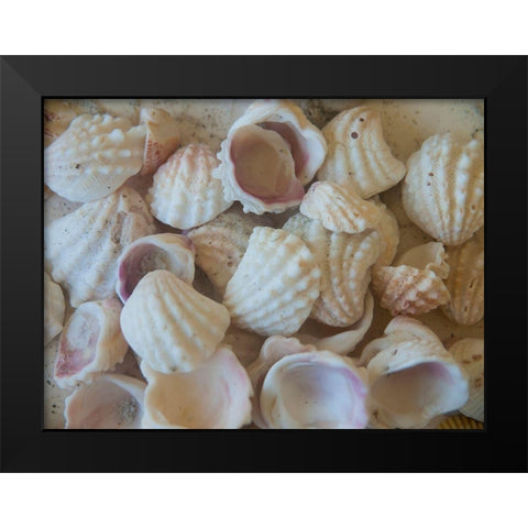 Shells Gathered on Beaches of Sanibel Island-Florida-USA Black Modern Wood Framed Art Print by Miller, Anna