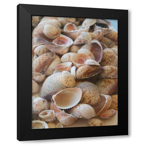 Shells Gathered on Beaches of Sanibel Island-Florida-USA Black Modern Wood Framed Art Print with Double Matting by Miller, Anna