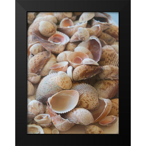 Shells Gathered on Beaches of Sanibel Island-Florida-USA Black Modern Wood Framed Art Print by Miller, Anna