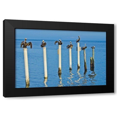 Florida-Cedar Key-Brown Pelicans Perched on Post Black Modern Wood Framed Art Print by Friel, Bernard