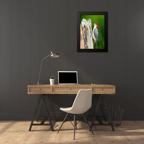 Florida-Immokalee-Midney Home-Red-bellied Woodpecker Feeding on Stump Black Modern Wood Framed Art Print by Friel, Bernard
