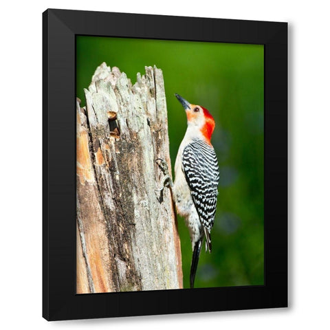 Florida-Immokalee-Midney Home-Red-bellied Woodpecker Feeding on Stump Black Modern Wood Framed Art Print with Double Matting by Friel, Bernard