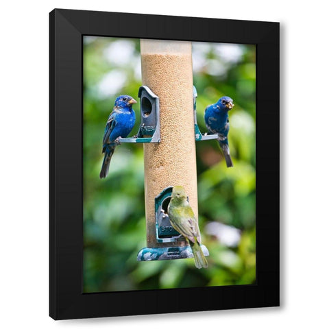 Florida-Immokalee-Midney Home-Indigo Bunting and female Painted Bunting on millet feeder Black Modern Wood Framed Art Print with Double Matting by Friel, Bernard