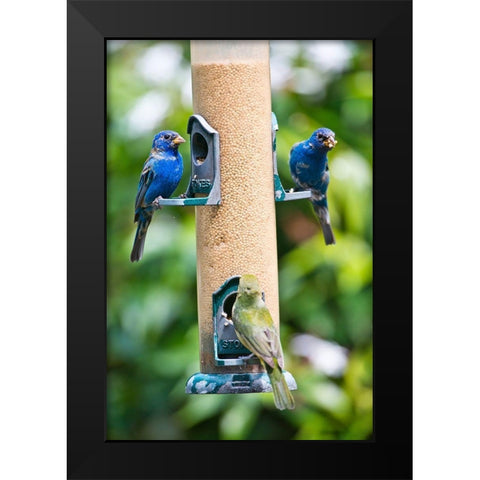 Florida-Immokalee-Midney Home-Indigo Bunting and female Painted Bunting on millet feeder Black Modern Wood Framed Art Print by Friel, Bernard