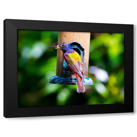 Florida-Immokalee-Midney Home-Painted Bunting Black Modern Wood Framed Art Print by Friel, Bernard