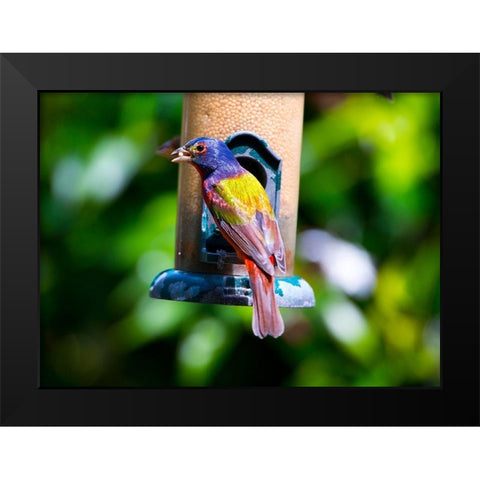 Florida-Immokalee-Midney Home-Painted Bunting Black Modern Wood Framed Art Print by Friel, Bernard