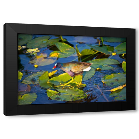 Florida-Sarasota-Celery Fields-Purple Gallinule Black Modern Wood Framed Art Print by Friel, Bernard