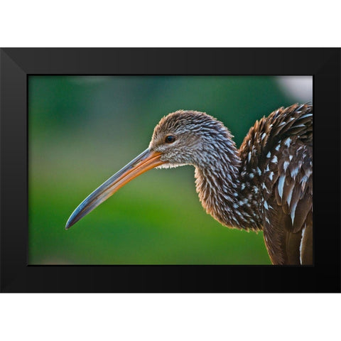 Florida-Sarasota-Celery Fields-Limpkin-on Boardwalk Railing Black Modern Wood Framed Art Print by Friel, Bernard