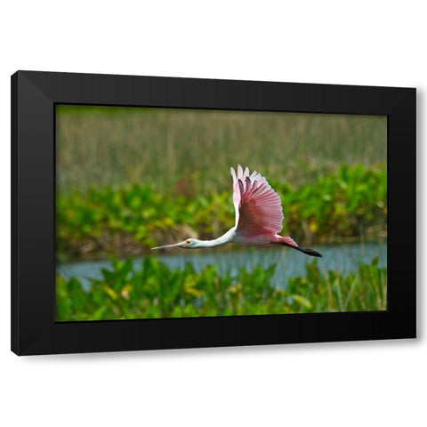 Florida-Sarasota-Celery Fields-Roseate Spoonbill-Flying Black Modern Wood Framed Art Print by Friel, Bernard