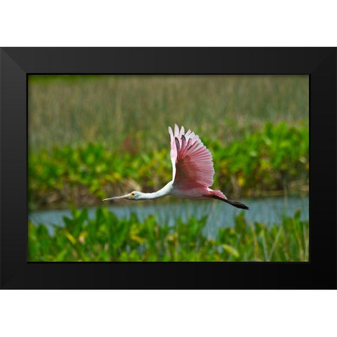 Florida-Sarasota-Celery Fields-Roseate Spoonbill-Flying Black Modern Wood Framed Art Print by Friel, Bernard