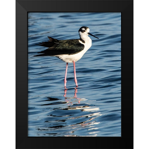 USA-Florida-Sarasota-Myakka River State Park-Black-necked Stilt Black Modern Wood Framed Art Print by Friel, Bernard